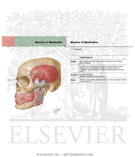 Watermarked preview of labeled image: Muscles Involved In Mastication