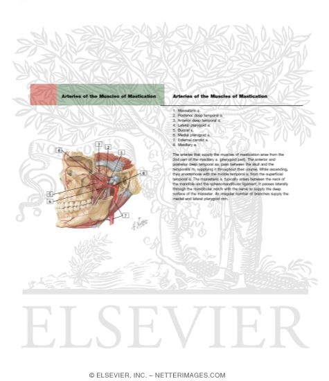Watermarked preview of labeled image: Temporal Region: Maxillary Artery