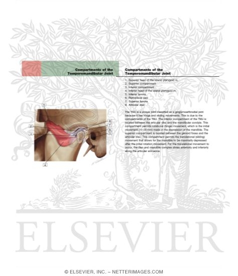 Watermarked preview of labeled image: Accuracy of Clinical Criteria for Classifying Internal Derangement and Arthrosis