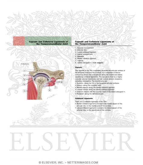 Anatomy of the Temporomandibular Joint