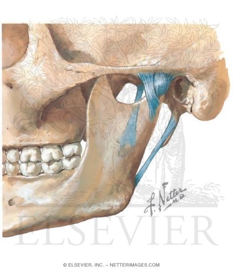 Watermarked preview of unlabeled image: Extrinsic Ligaments of the Temporomandibular Joint