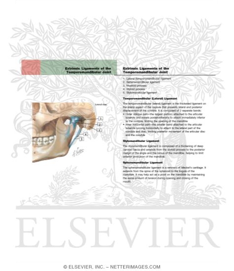 Watermarked preview of labeled image: Extrinsic Ligaments of the Temporomandibular Joint
