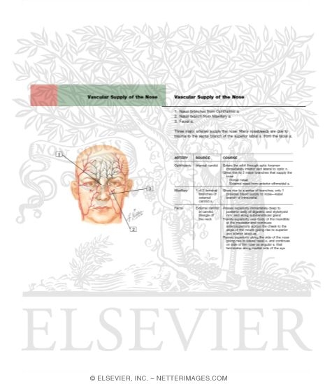 Vascular Supply of the Nose