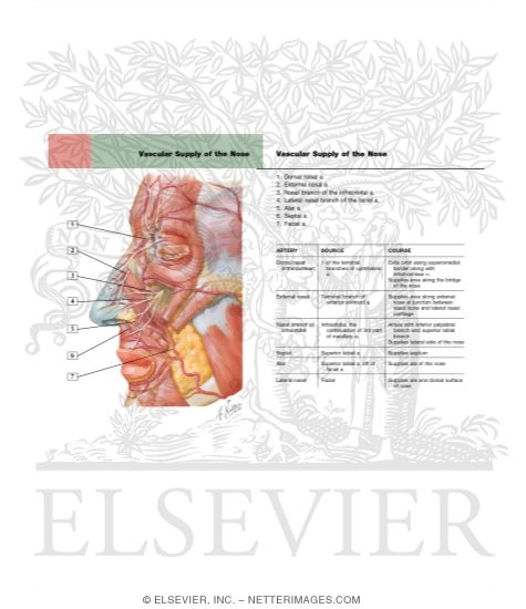 Watermarked preview of labeled image: Vascular Supply of the Nose