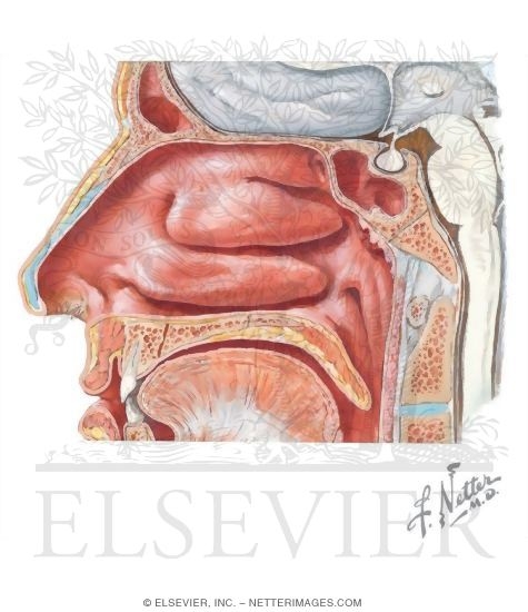 Nasal Cavity