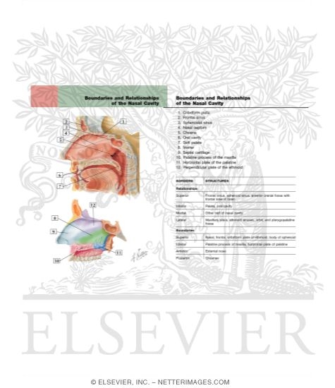 Medial Wall of Nasal Cavity (Nasal Septum)