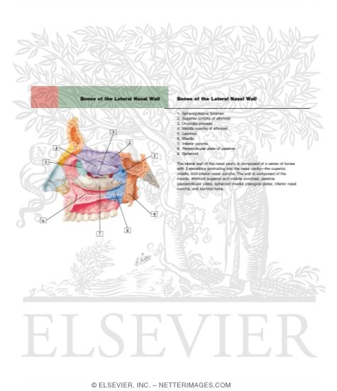Watermarked preview of labeled image: Lateral Wall of Nasal Cavity