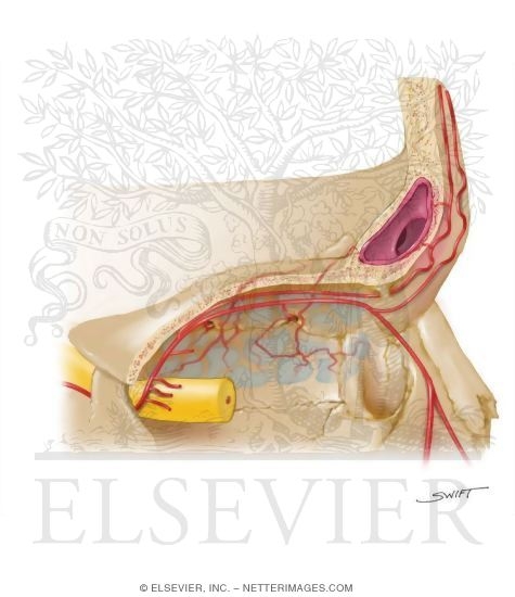 Watermarked preview of unlabeled image: Vascular Supply of the Frontal Sinuses