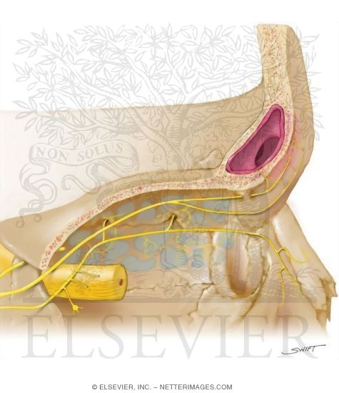 Nerve Supply of the Frontal Sinuses