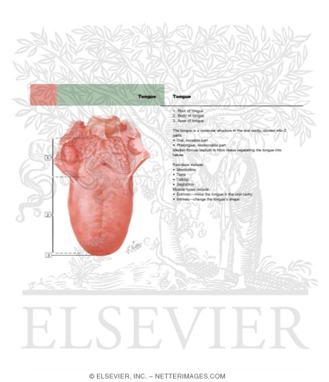 Watermarked preview of labeled image: Ethmoid Sinus: Arterial Supply