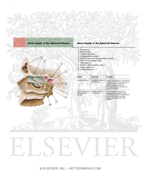 Ethmoid Sinus: Arterial Supply