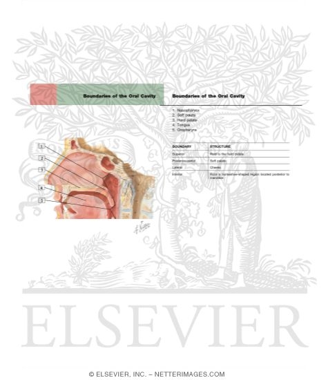 Watermarked preview of labeled image: Boundaries of the Oral Cavity