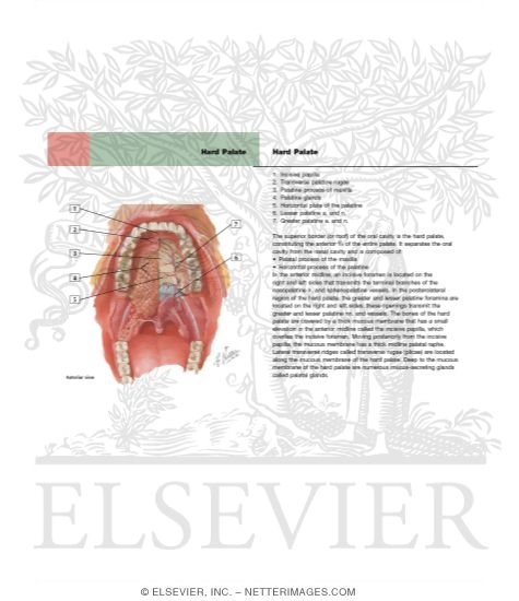 Oral Cavity: Mouth and Palate