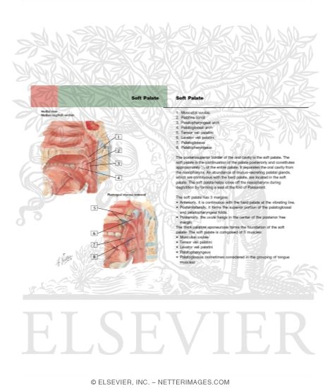 Watermarked preview of labeled image: Fauces
Fauces and Tonsils