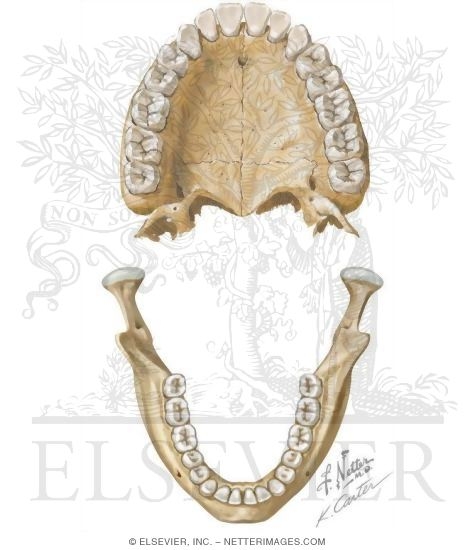 Watermarked preview of unlabeled image: Teeth