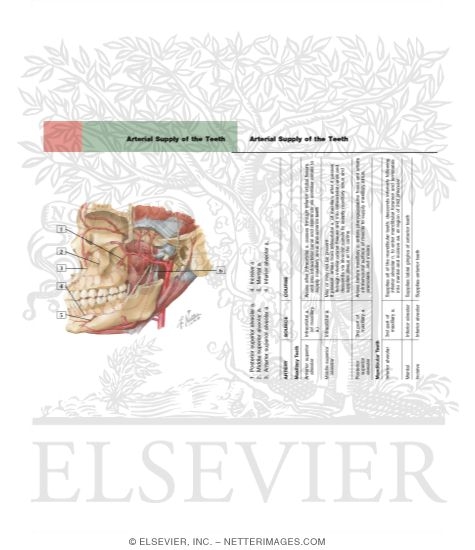 Watermarked preview of labeled image: Temporal Region: Maxillary Artery