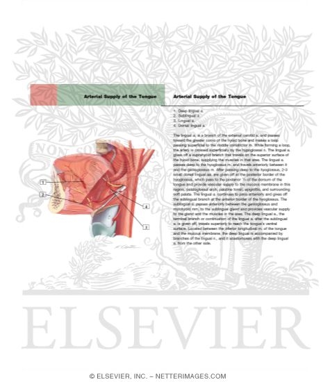 Extrinsic Tongue Muscles