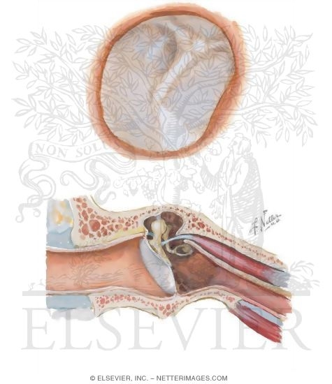 Watermarked preview of unlabeled image: External Ear