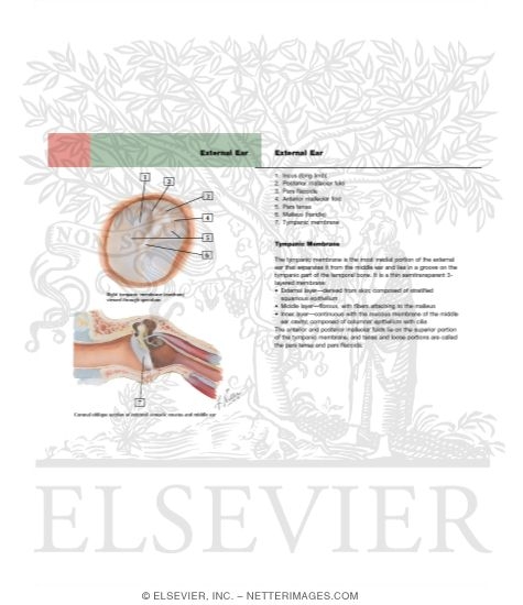 Watermarked preview of labeled image: External Ear