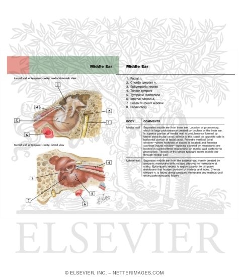 Watermarked preview of labeled image: Tympanic Cavity
