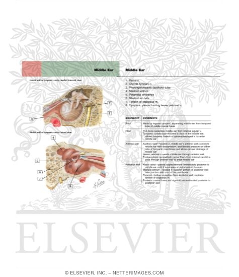 Watermarked preview of labeled image: Tympanic Cavity