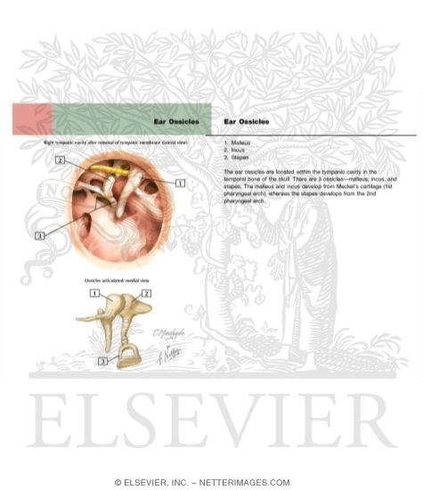 Ear Ossicles