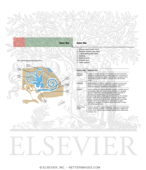 Watermarked preview of labeled image: Bony and Membranous Labyrinths