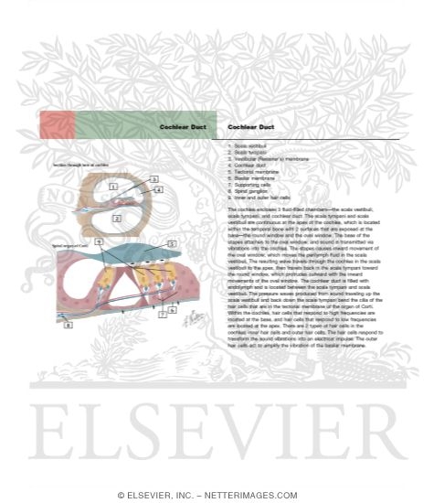 Cochlear Duct