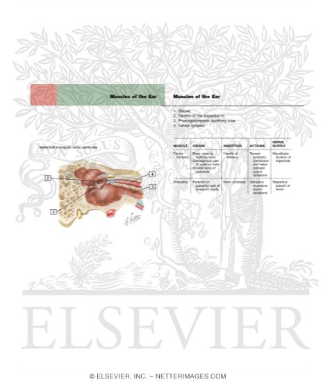 Muscles of the Ear