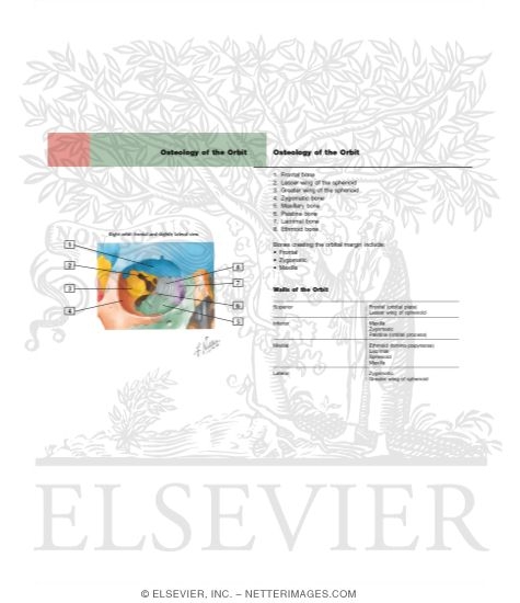 Watermarked preview of labeled image: Right Orbit: Frontal and Slightly Lateral View