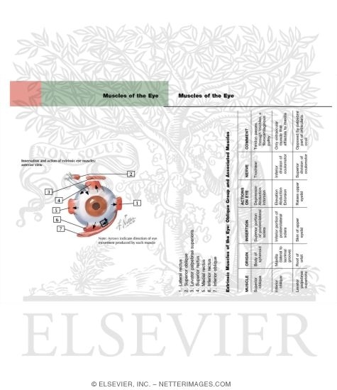 Watermarked preview of labeled image: Innervation and Action of Extrinsic Eye Muscles: Anterior View of Left Eye