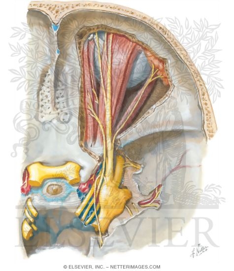 Watermarked preview of unlabeled image: Nerves of Orbit