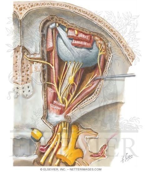 Ophthalmic Sensory Innervation to the Orbit
