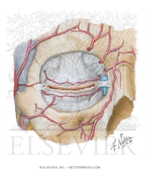 Vascular Supply to the Orbit (Maxillary Derivatives)