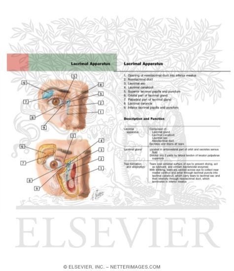 Watermarked preview of labeled image: Lacrimal Apparatus