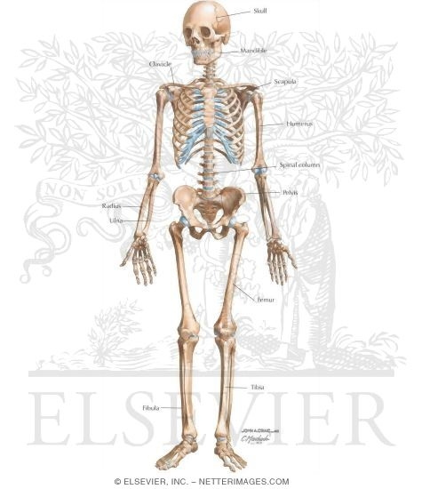 Skeletal System