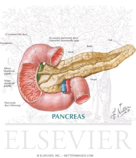 Pancreas