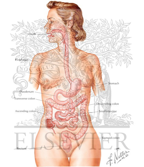 Gastrointestinal Tract