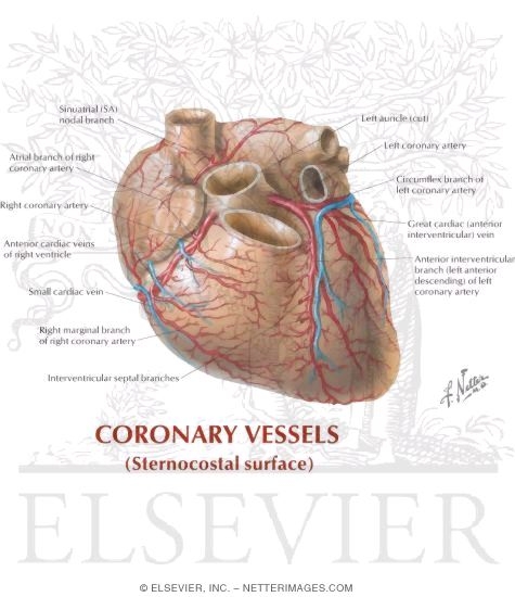 Coronary Vessels: Sternocostal Surface