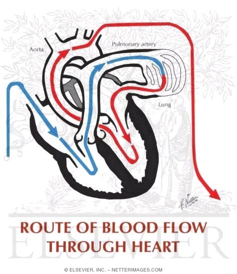 Route of Blood Flow Through Heart