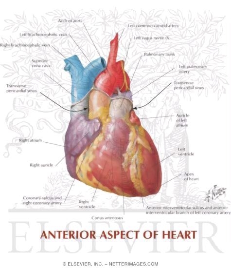 Anterior Aspect of Heart