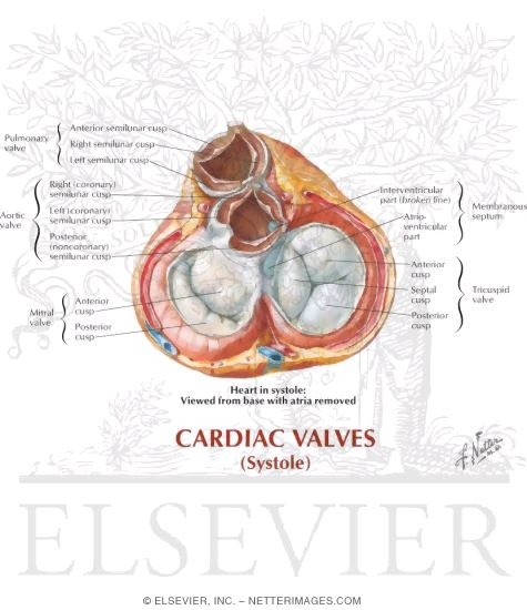 Cardiac Valves: Systole