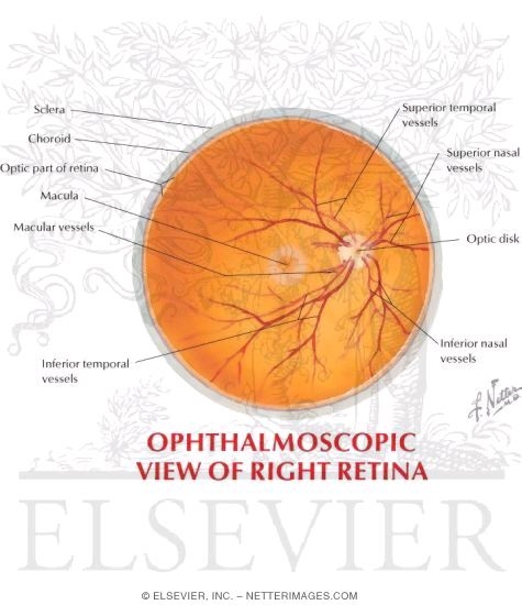 Ophthalmoscopic View of the Right Retina