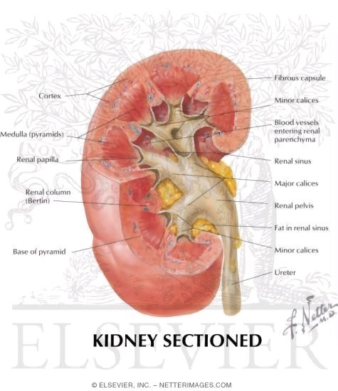Kidney Sectioned