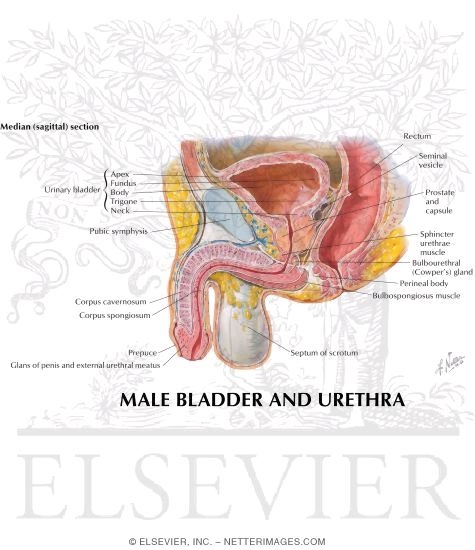 Male Bladder and Urethra