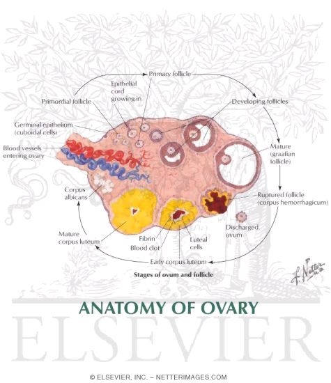 Anatomy of the Ovary