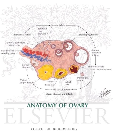 2 Part Uterus Ovary Anatomical Model Anatomy Crosssection