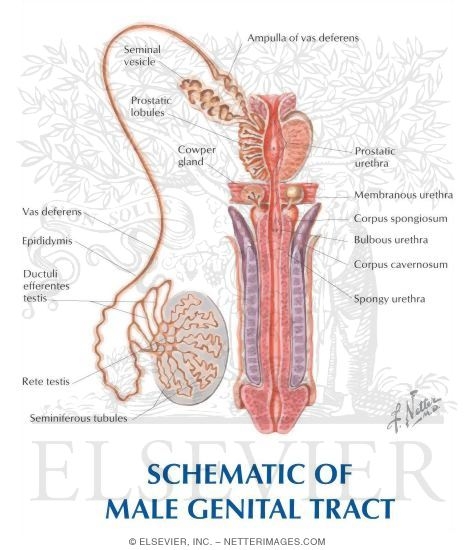 Watermarked preview of labeled image: Schematic of Male Genital Tract