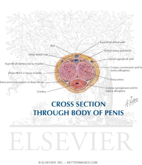 Cross Section Through Body of Penis