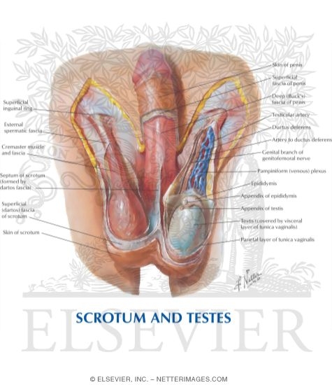 Watermarked preview of labeled image: Abdominal Wall: Spermatic Cord